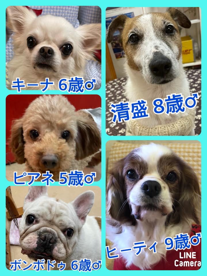 🐾今日の里親様募集中ワンコ🐶メンバーです🐾2021,1,9